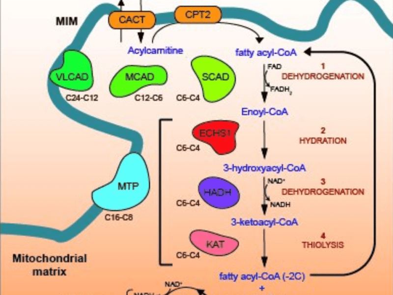 Hekimler için-Yağ asidi oksidasyon&nbsp;defektleri