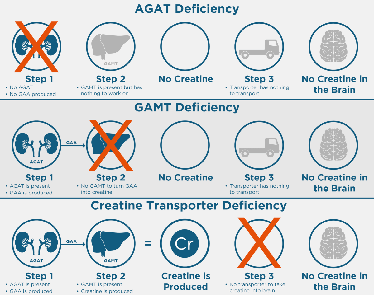 Hekimler için-Kreatin eksikliği&nbsp;sendromları